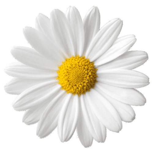 7-margaritas-favicon_1d1e2b94-8a60-4011-9e23-4661b9c02f70.png?v=1724871856