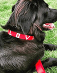 LOVE Pet Collar - Red