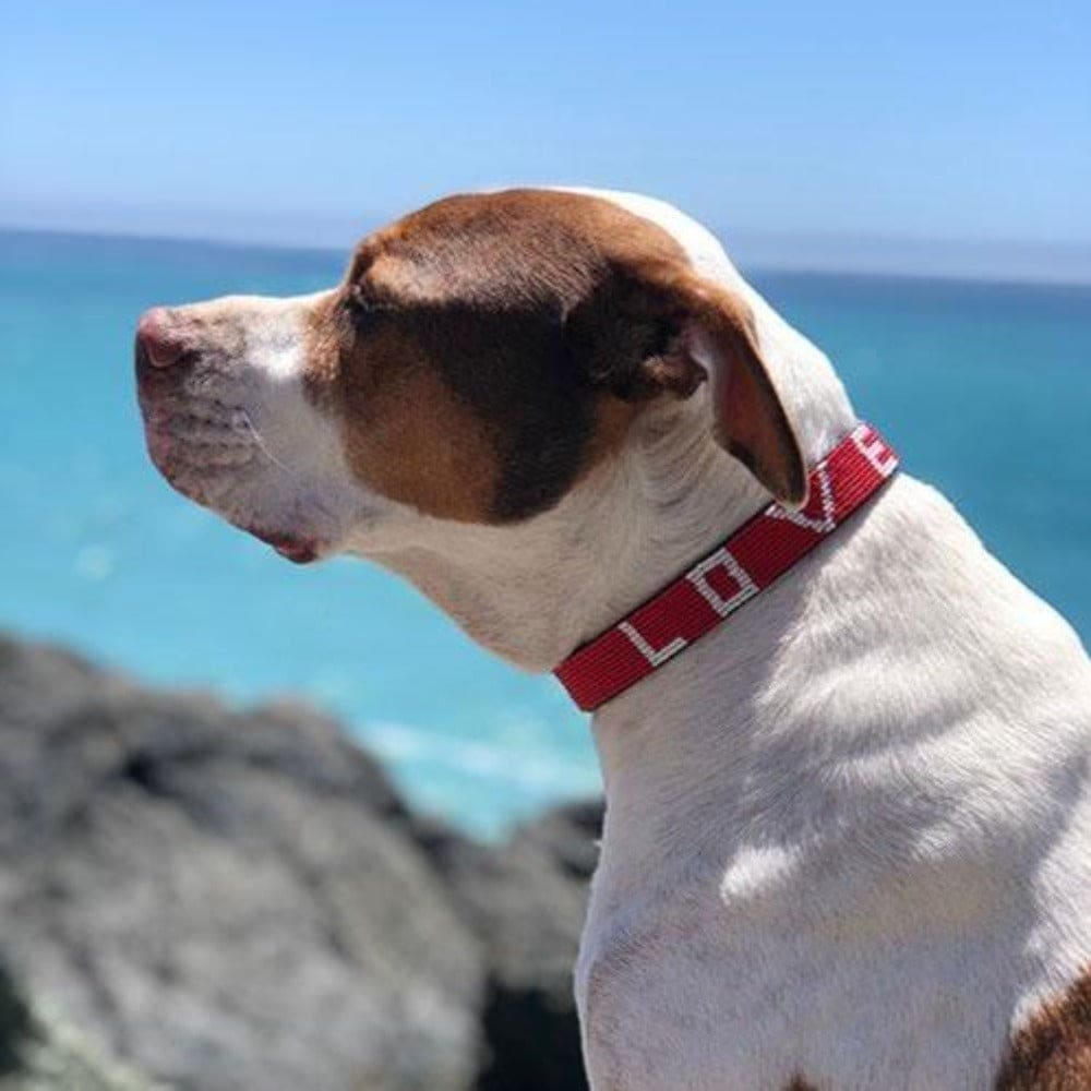 Bundle - Best Friend Pet Collar &amp; Bracelet