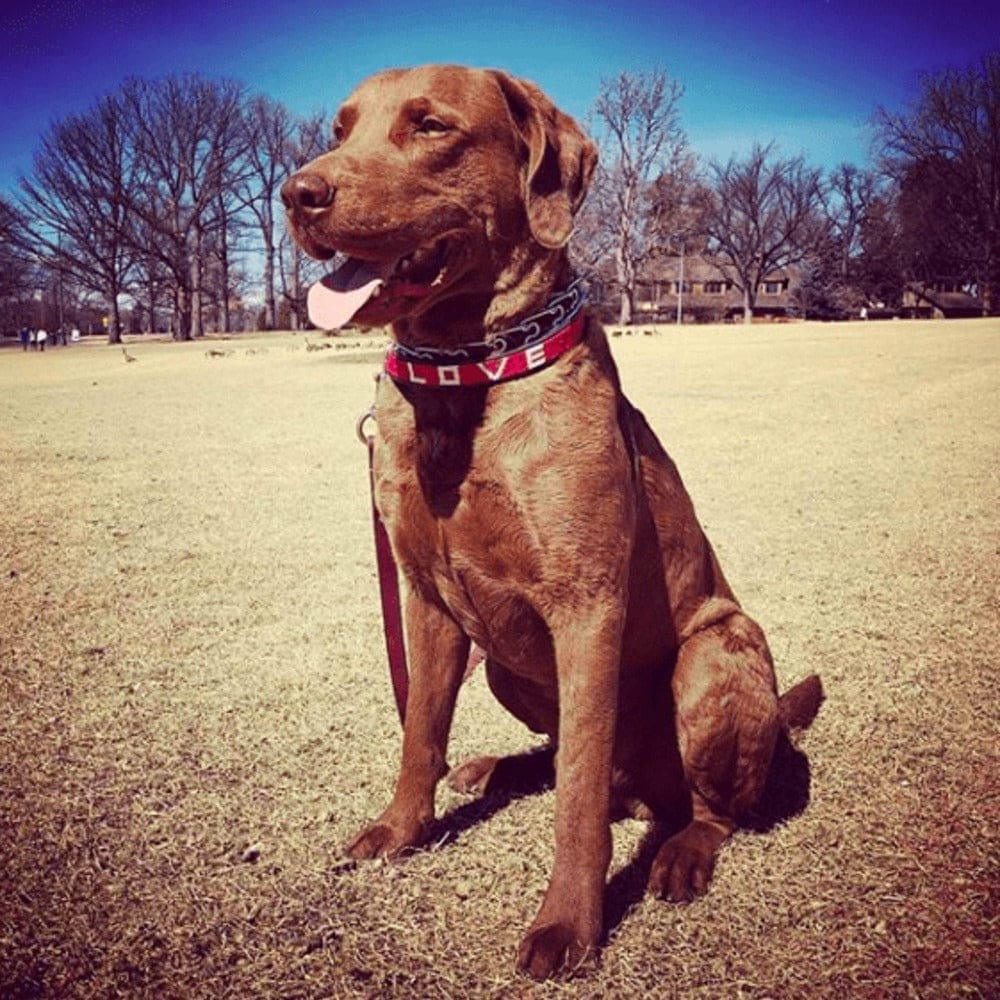 LOVE Pet Collar - Red - Love Is Project