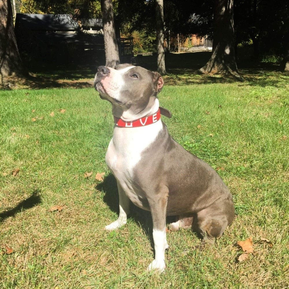 LOVE Pet Collar - Red - Love Is Project