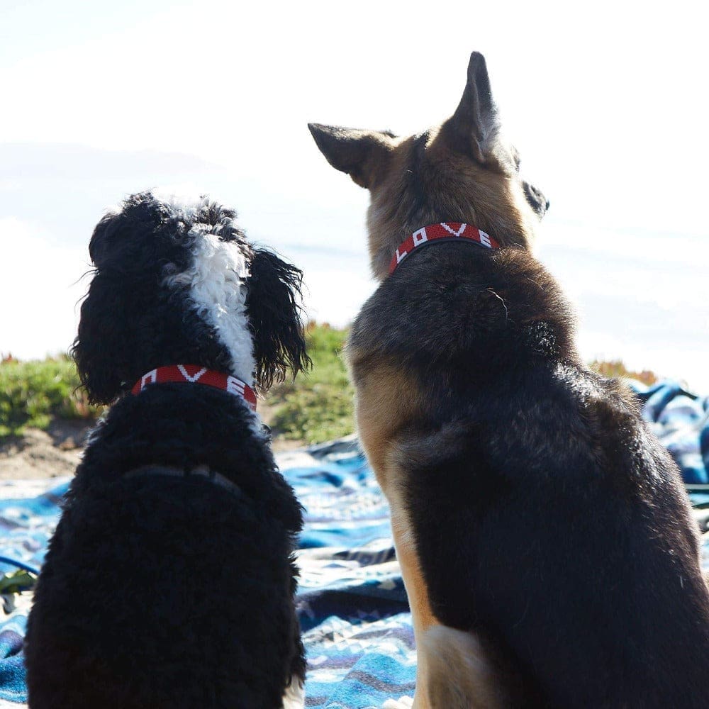 Bundle - Best Friend Pet Collar & Bracelet - Love Is Project