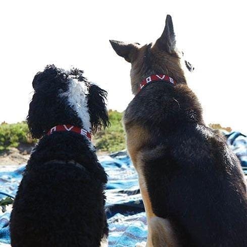 LOVE Pet Collar - Red